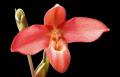 Slipper orchids for your home
