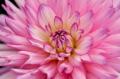 Renovation & Design - Hello Dahlias