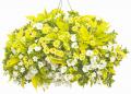 Renovation & Design - GARDENING: Miss your garden?