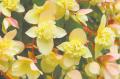 Renovation & Design - GARDENING: Beautiful begonias