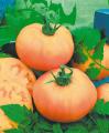 Renovation & Design - GARDENING: The secret world of tomatoes