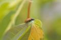 Renovation & Design - GARDENING: Be kind to Mother Earth