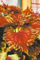 Renovation & Design - GARDENING: Colour burst