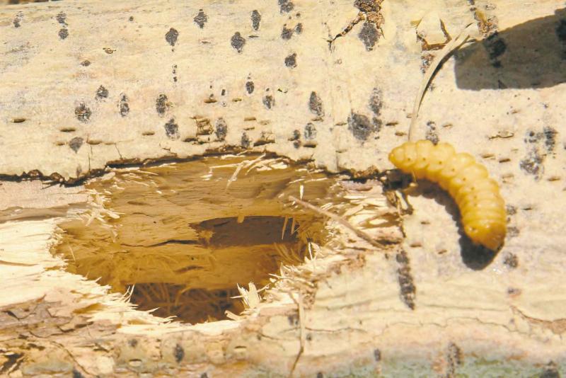 'Sawdust' at base of poplar is a sign of worms Winnipeg Free Press Homes