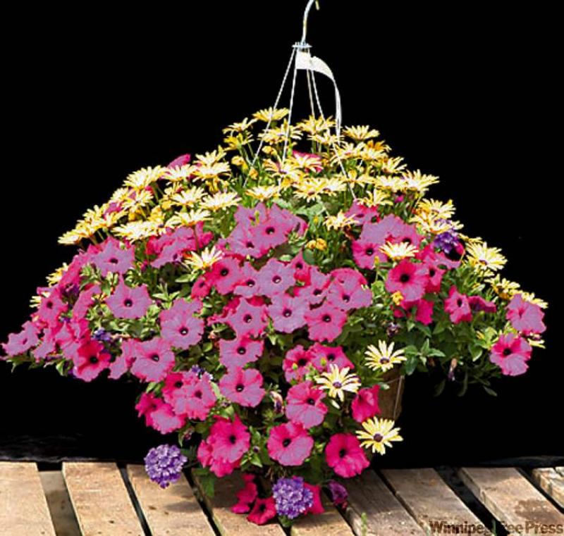 Hanging baskets add splash colour Winnipeg Free Press Homes