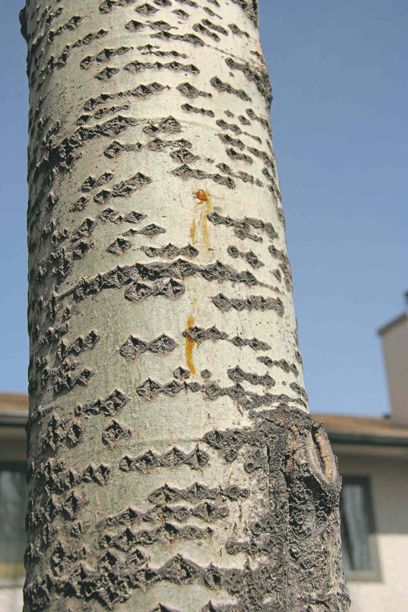 'Sawdust' at base of poplar is a sign of worms Winnipeg Free Press Homes