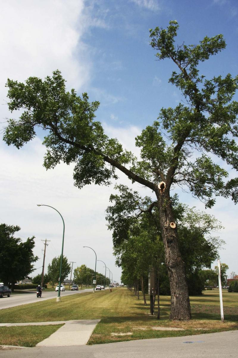 Make sure your trees aren't cracking up Winnipeg Free Press Homes