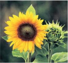 JUDITH (JUDY) DONNA FAIRBAIRN Obituary pic