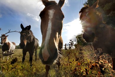A group of Horese pose for the camera in the early evening light at Southcreek Stables in Stl Norbert Wednessday. Sept 14, 2011 (RUTH BONNEVILLE) / WINNIPEG FREE PRESS)