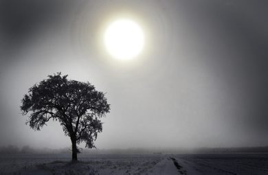 The sun peers through the fog to illuminate a tree covered in hoar frost near Headingley, Manitoba Thursday- Standup photo- February 02, 2012   (JOE BRYKSA / WINNIPEG FREE PRESS)
