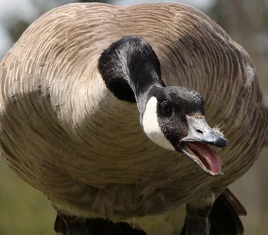 A Canada goose protects her nest full of eggs Monday on campus at the University of Manitoba- Standup photo- Apr 30, 2012   (JOE BRYKSA / WINNIPEG FREE PRESS)