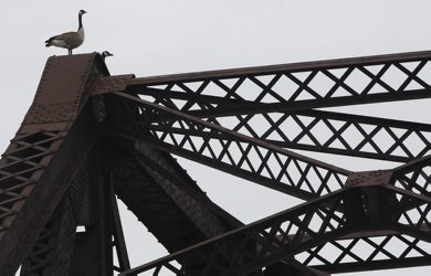 Two Canadian geese perch themselves for a perfect view looking at the surroundings from the top of a railway bridge near Lombard Ave and Waterfront Drive in downtown Winnipeg- Standup photo- May 01, 2012   (JOE BRYKSA / WINNIPEG FREE PRESS)