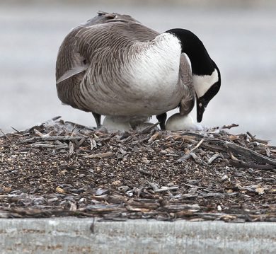 A mother goose has chosen a rather busy spot to nest her eggs- in the parking lot of St Vital Centre on a boulevard. Countless cars buzz by and people have begun to bring it food.-Goose Challenge Day 06 - May 08, 2012   (JOE BRYKSA / WINNIPEG FREE PRESS)