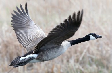 A Canada goose makes takes flight on Wilkes Ave Friday afternoon- See Bryksas 30 Day goose a day challenge- Day 09- May 11, 2012   (JOE BRYKSA / WINNIPEG FREE PRESS)