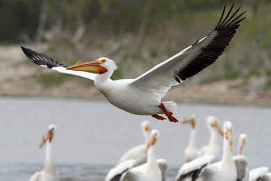 An American White Pelican takes flight from the banks of the Red River in Lockport, MB. A group of pelicans is referred to as a pod and the American White Pelican is the only pelican species to have a horn on its bill. May 16, 2012. SARAH O. SWENSON / WINNIPEG FREE PRESS