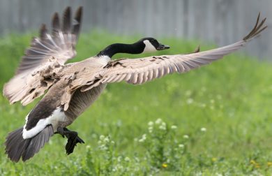 A goose flys defensively to protect their young Wednesday near Kenaston Blvd and Waverley -See Bryksa 30 Day goose challenge- Day 16 - May 23, 2012 (JOE BRYKSA / WINNIPEG FREE PRESS)