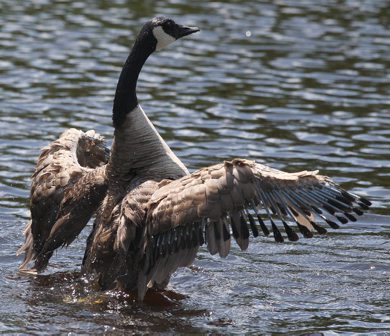 A goose cools off Thursday in water at Omands Creek Park-See Bryksa 30 day goose challenge- Day 25 June 21, 2012 (JOE BRYKSA / WINNIPEG FREE PRESS)