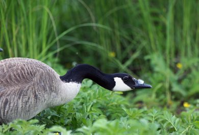 A goose heads for shade in the sunshine Friday afternoon at Woodsworth Park in Winnipeg - Day 26 June 22, 2012 (JOE BRYKSA / WINNIPEG FREE PRESS)