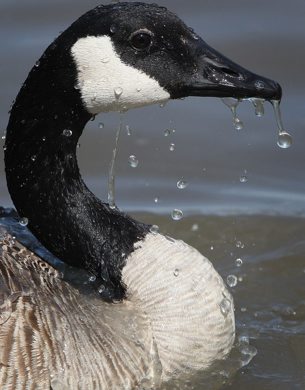 A Canada Goose cools off in a water pond Monday afternoon at Brookside Cemetary- See Bryksas Goose a day Challenge Day 27-June 25, 2012   (JOE BRYKSA / WINNIPEG FREE PRESS)