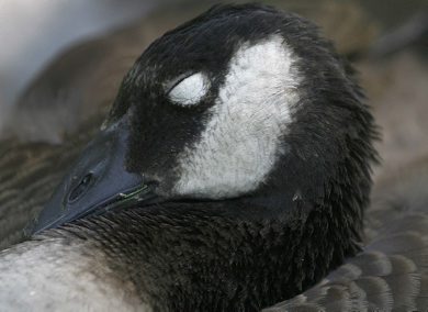 A  young goose stuffed with bread from  St Vital park passers-by takes a nap in the shade Thursday near lunch  see Bryksas 30 day goose challenge Day 29-June 28, 2012   (JOE BRYKSA / WINNIPEG FREE PRESS)