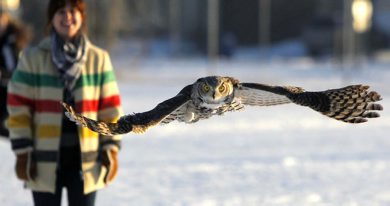 A Great Horned Owl that was caught up in some soccer nets in Shamrock Park in Southdale on November 16th was rehabilitated and returned to the the city park behind Shamrock School and released this afternoon. Sequence of the release. December 4, 2012  BORIS MINKEVICH / WINNIPEG FREE PRESS