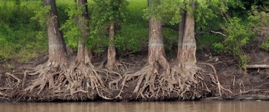 KEN GIGLIOTTI WINNIPEG FREE PRESS / July 23 2009 - 090723 - Bart Kives story - Harry Lazarenko Annual River Bank Tour - receding water from summer rains and erosion damage by flood and ice during spring flooding - Red River , Lyndale Dr. damage to tree roots , river bank damage , high water marks after 2009 Flood - POY