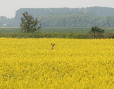 Marc Gallant / Winnipeg Free Press. Local- Deer in Canola field near Elma, Manitoba. 060706.