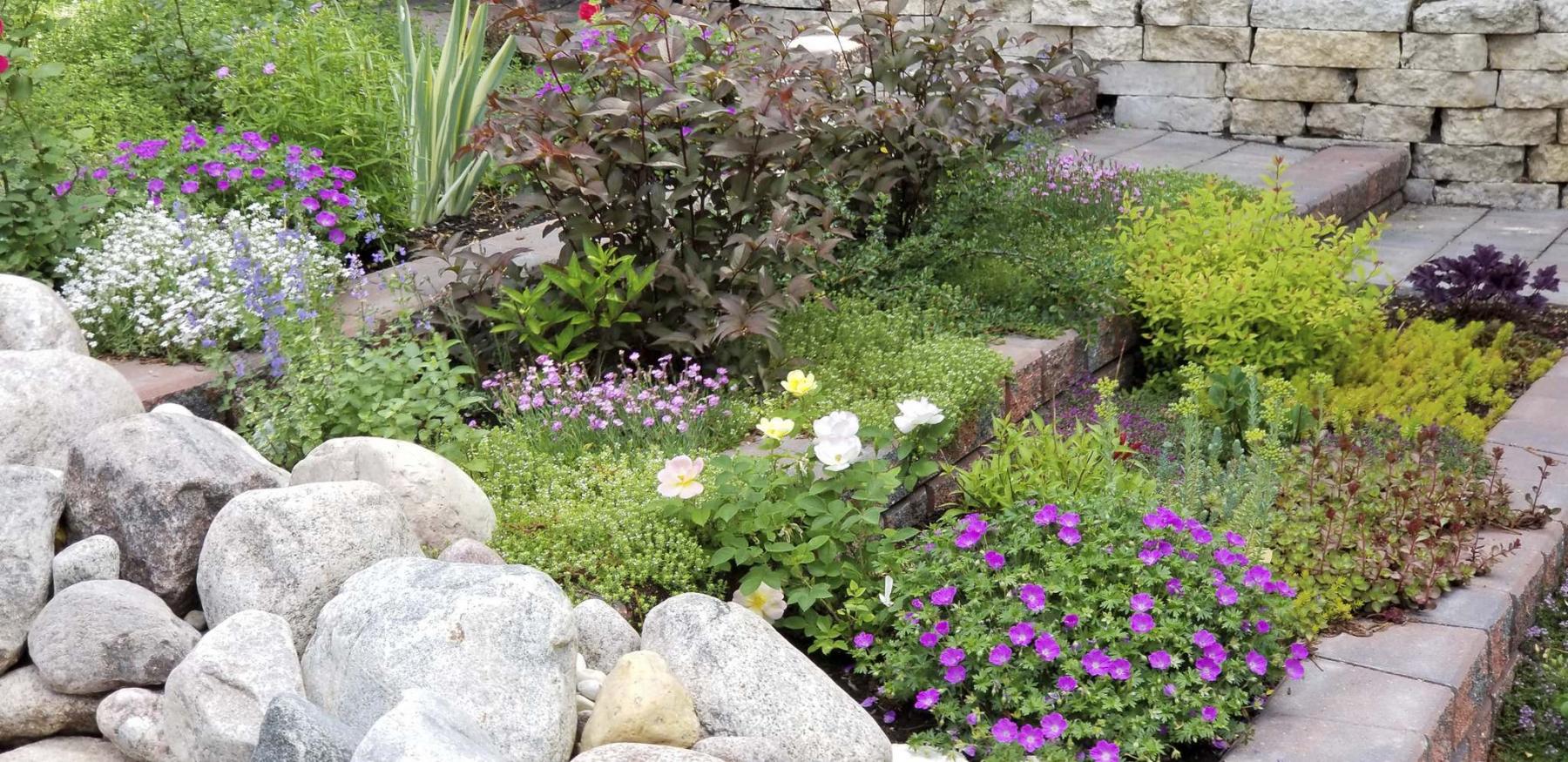 Low-growing ground cover brings high impact - Winnipeg Free Press Homes