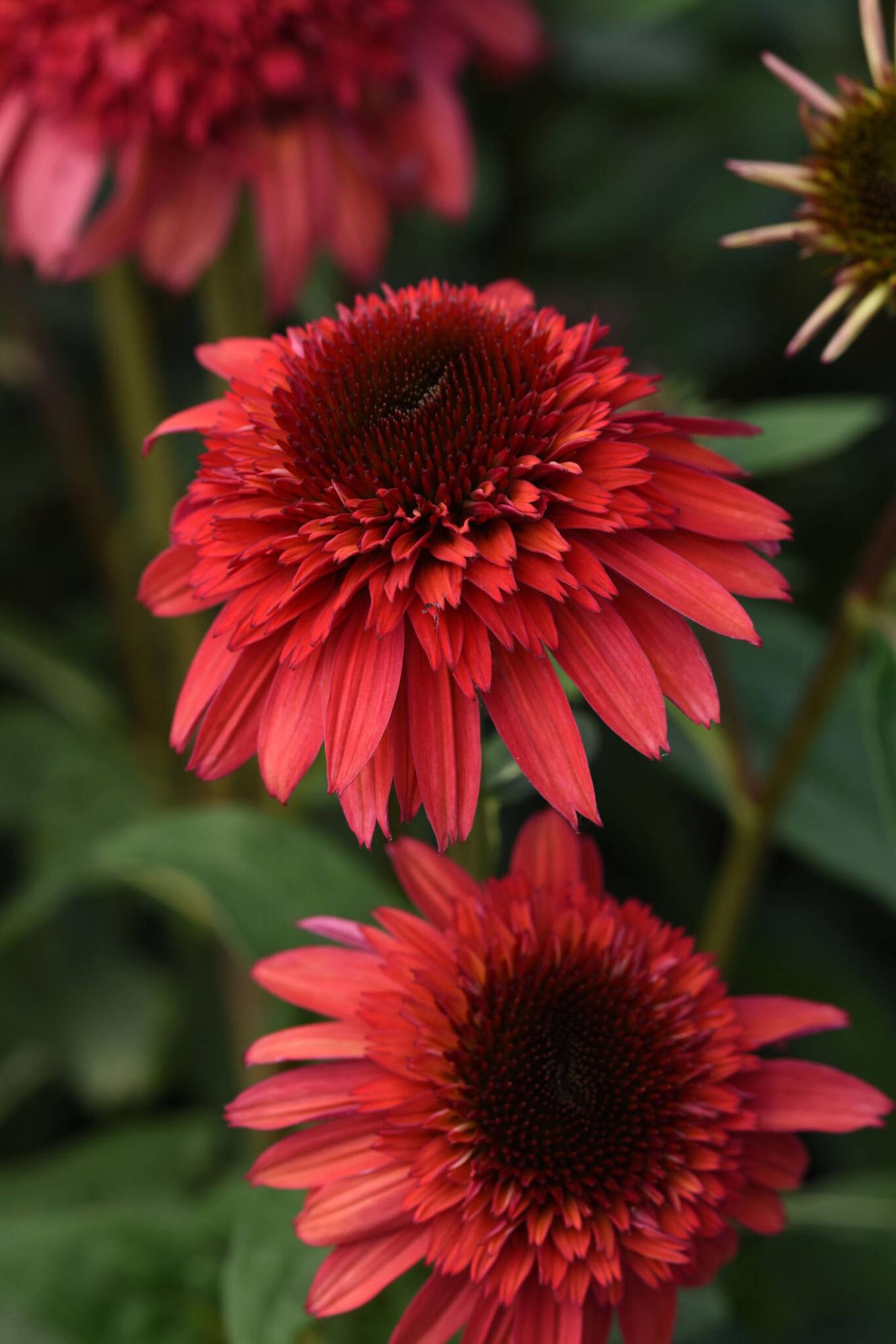  <p>Darwin Perennials</p>
                                <p>New for 2025, Echinacea Double Scoop Raspberry Deluxe coneflower has a compact form and riveting raspberry colour.</p> 