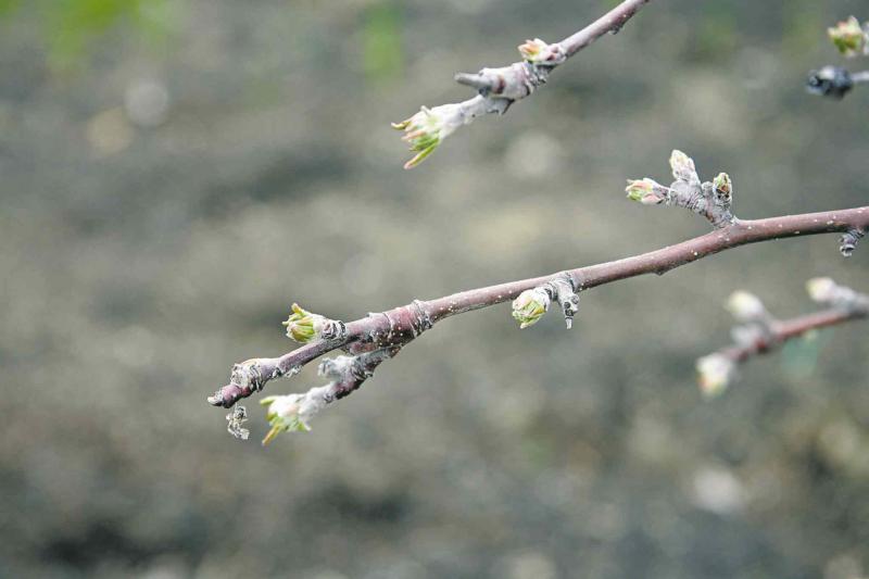When tree buds are firm and appear healthy it�s a sign they will be opening soon.