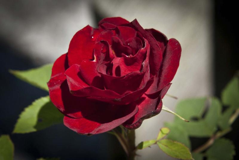 <p>Becky Slater</p><p>The beauty of this exhibition-quality Hope for Humanity rose depends more on healthy soil and adequate sunlight than any "silver bullet" solution.</p></p>