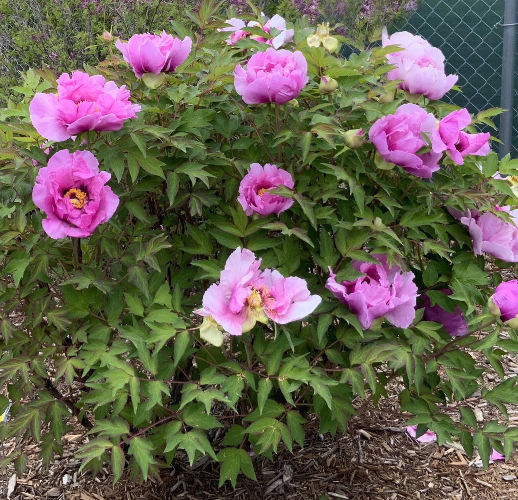  <p>Myra Froc</p>
                                <p>A woody Rockii lineage peony in full bloom in Myra Froc&rsquo;s garden in the Qu&rsquo;Appelle Valley, Sask.</p> 
