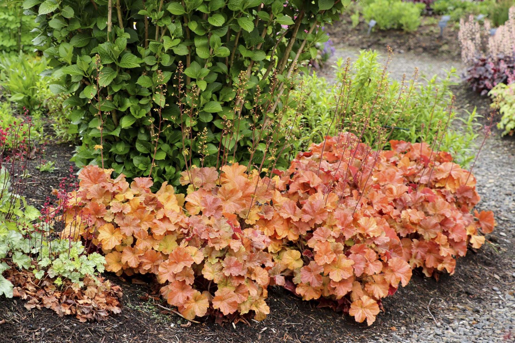 Гейхера биг топ. Гейхера Бернишед бронз. Гейхера Heuchera Northern exposure. Гейхера Амбер си. Гейхера Амбер Сеа.