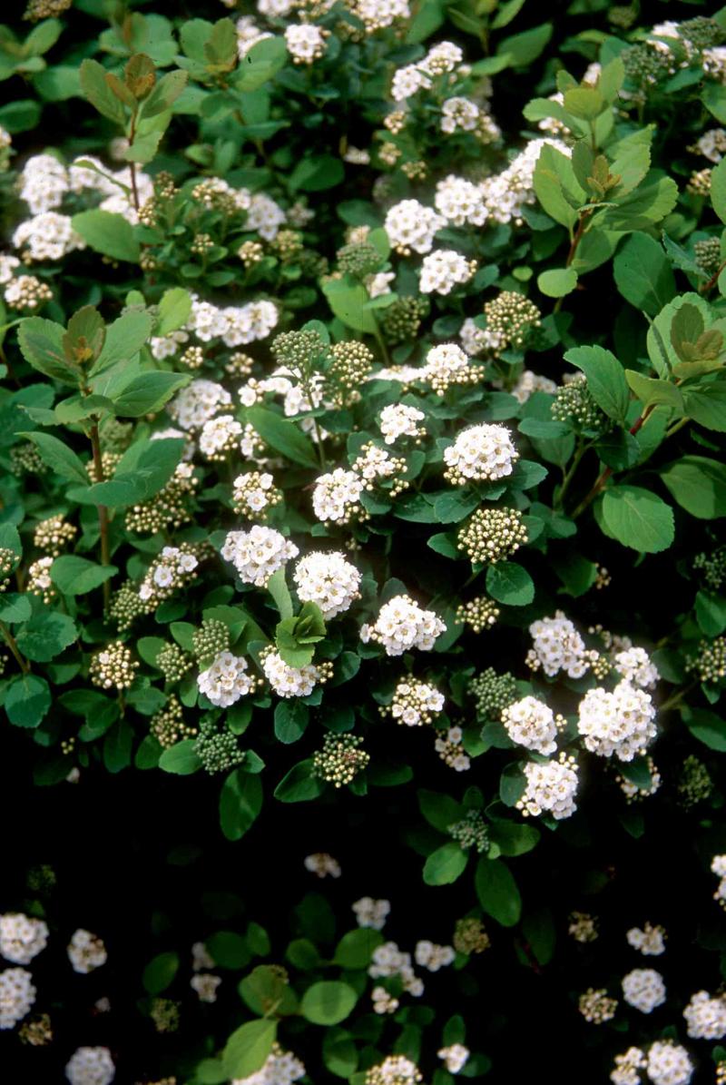 Bailey Nurseries
One of the staples of the home landscape, spirea is a beautiful addition to the border until it is allowed to become woody through neglect. Protect your investment by keeping it neat and tidy. Removal of faded flowers will encourage additional bloom. Shown: Tor Birchleaf Spirea.