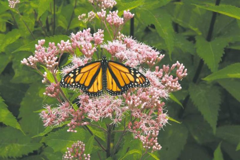 Joe Pye Weed, a sun-loving plant that will attract butterflies to your garden. It blooms from July to September.