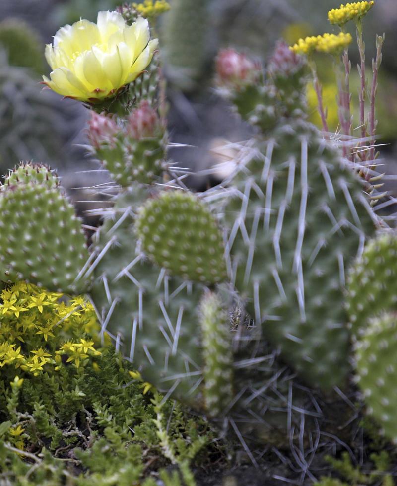 <p>Supplied</p><p>Misting, instead of pouring water into the pot, is the preferred way to hydrate a cactus.</p>