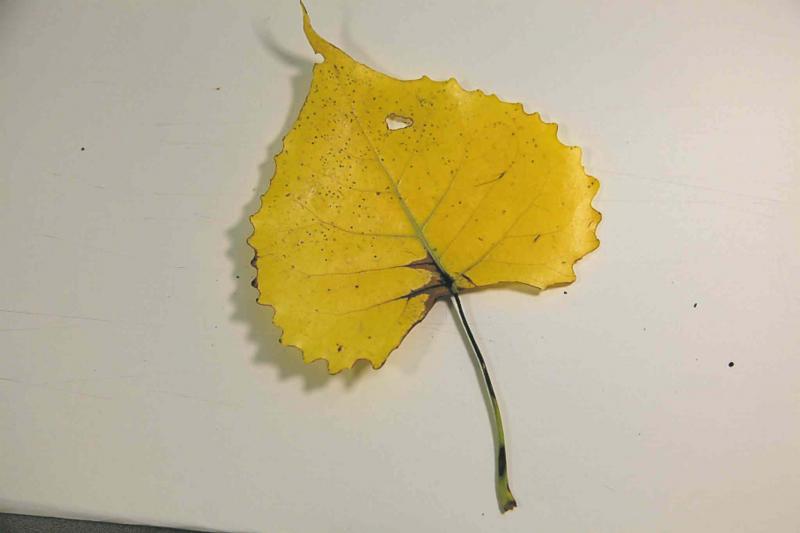 Yellow tree leaves a symptom of hot, dry summer - Winnipeg Free Press Homes