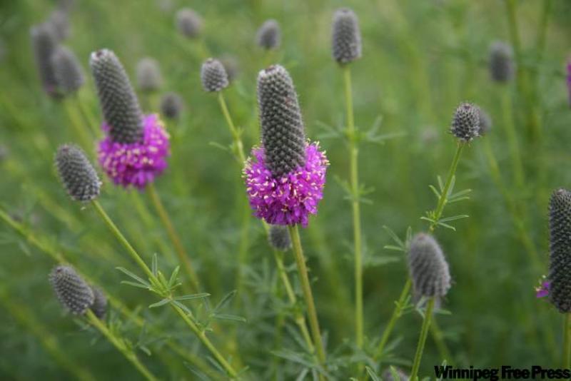 The Purple Prairie Clover is a member of the legume family. It fixes nitrogen and enriches the soil around it and is ideal for smaller gardens.