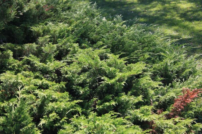 <p>Michael Allen / Winnipeg Free Press</p><p>A patch of ground juniper bed with an area of disease infection.</p>