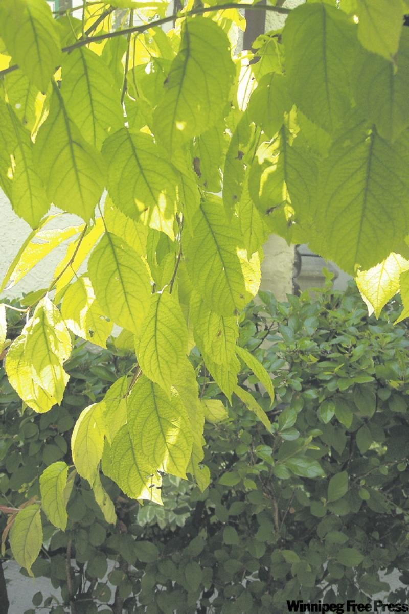 A crabapple tree with typical chlorosis on the leaves.