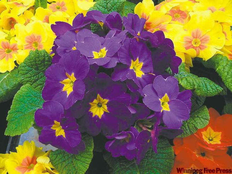 Primula acaulis