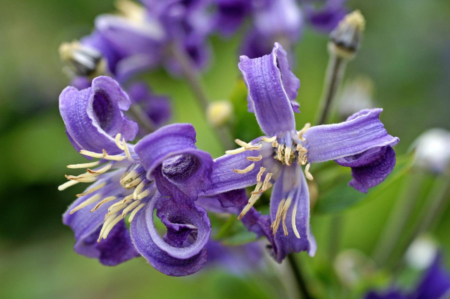 Purple описание