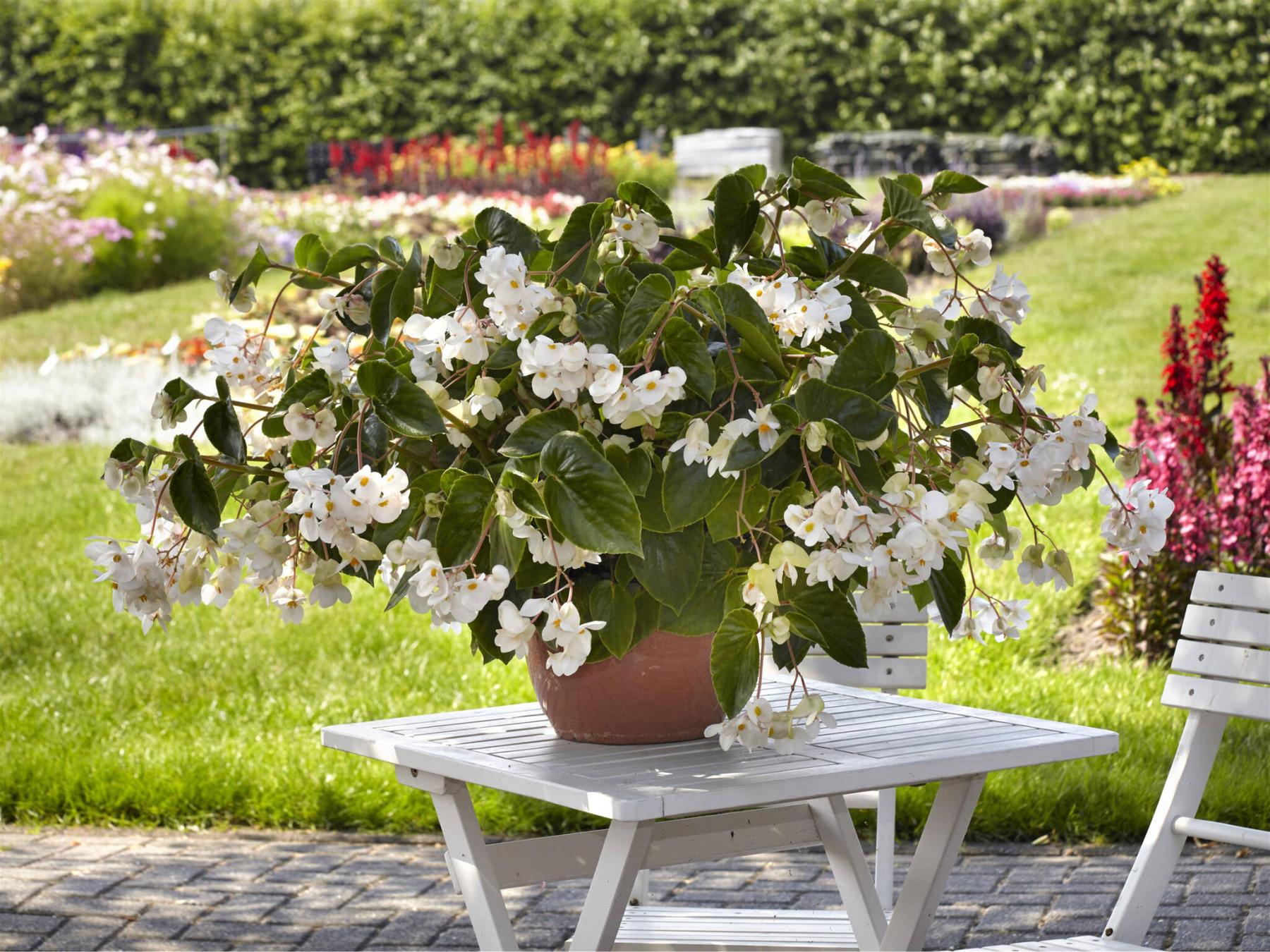  <p>New Dragon Wing White Begonia delivers bulletproof performance in sun or shade.</p> 