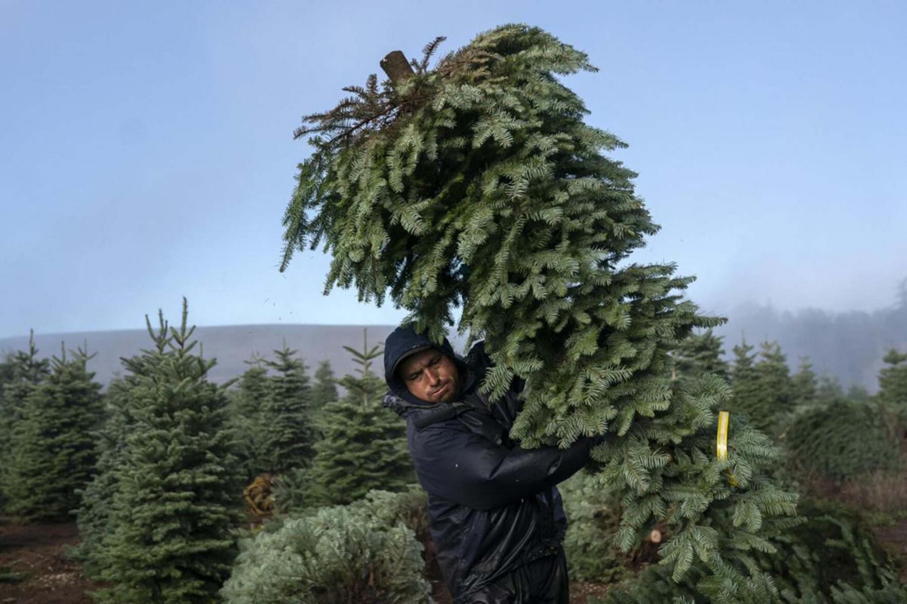<p>Nathan Howard / Getty Images</p><p>A worker carries cut Christmas trees last month at Noble Mountain Tree Farm in Salem, Ore.</p>