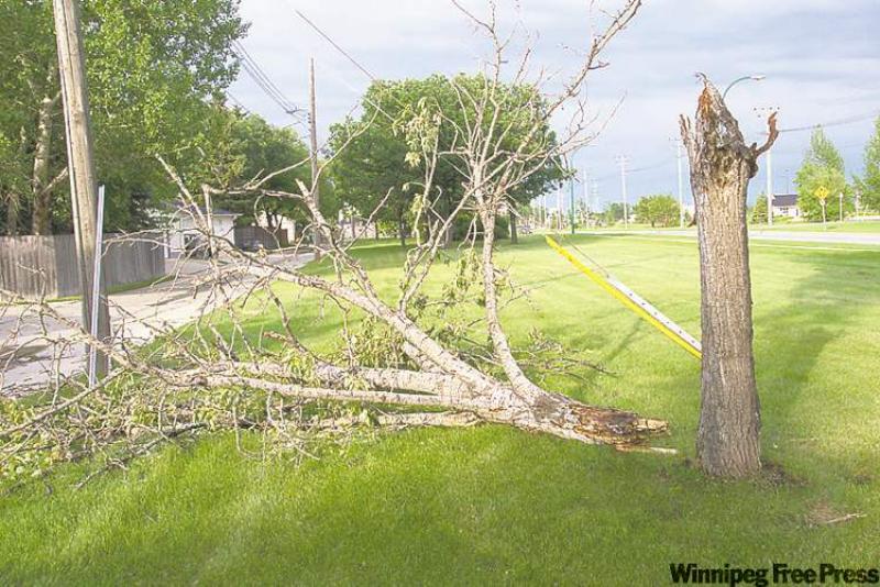 Wood decay caused collapse of this poplar.