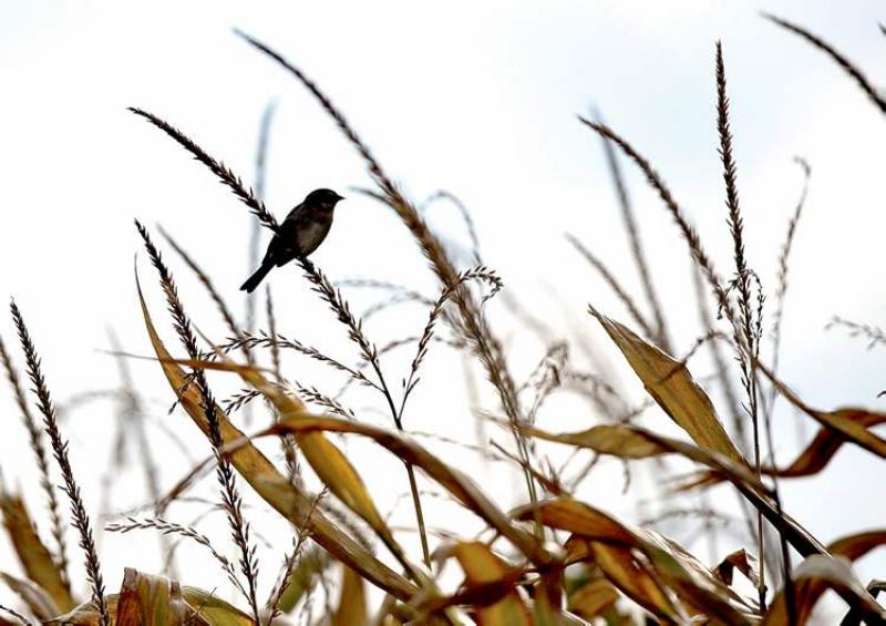 A bird sits on a corn stalk tassel in a field in Troy Twp.,  Geauga County,  Ohio on Thursday, Oct. 8, 2009.   (AP Photo/Amy Sancetta)