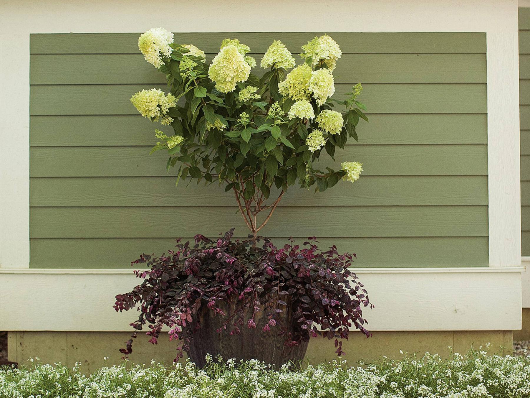 High Expectations From Hydrangea Introductions Winnipeg Free Press Homes   1w8n6m88q0t2nqbypxl5 9811252 