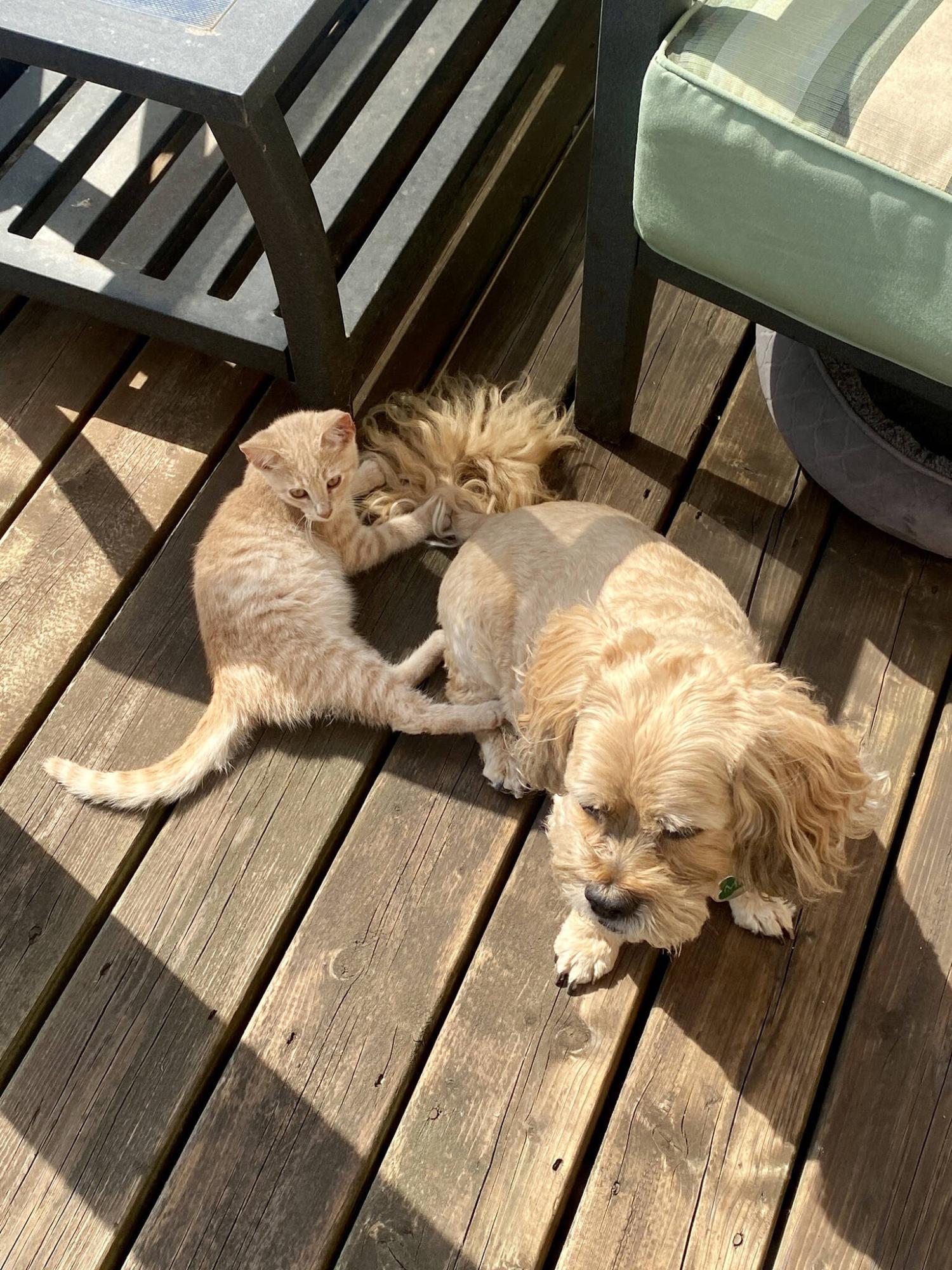  <p>Marc LaBossiere / Winnipeg Free Press</p>
                                <p>Milo was extremely gentle with Katykat, acting like her big brother during morning walks.</p> 