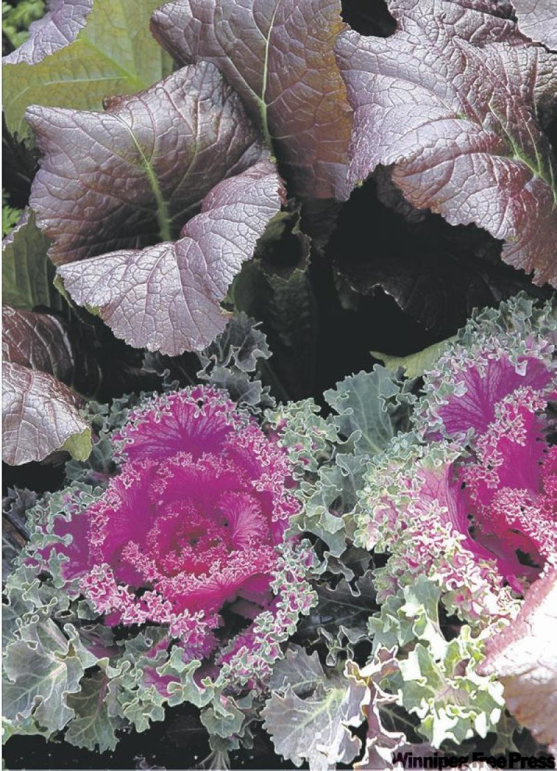Fabulous foliage of purple mustard and kale add colour to the fall garden. (MCT Photo)