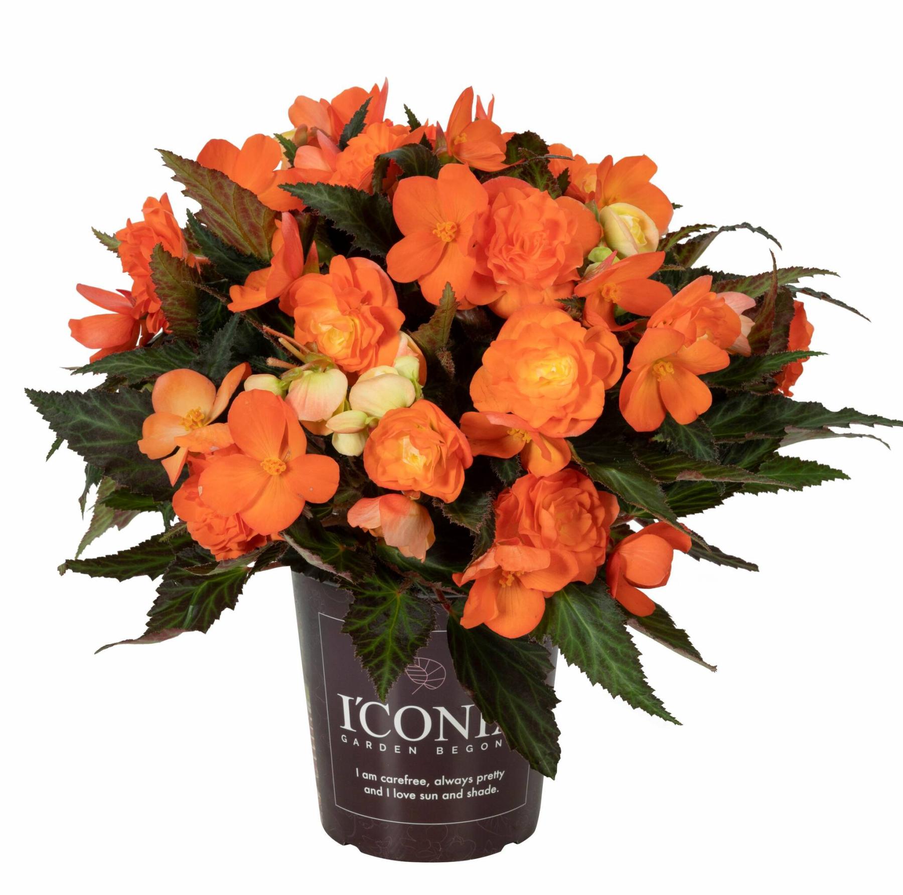  <p>Dummen Orange</p>
                                <p>Not one, but six new I&rsquo;Conia Begonia varieties are launching this spring. Shown: I&rsquo;Conia First Kiss Saffron.</p> 